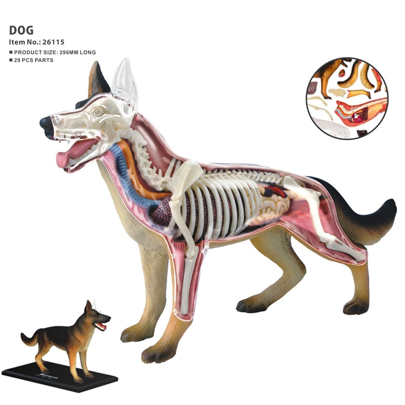 동물 장기 해부학 모델 4D 개 지능 조립 장난감 교육 - Dog Toys 리뷰 및 가격