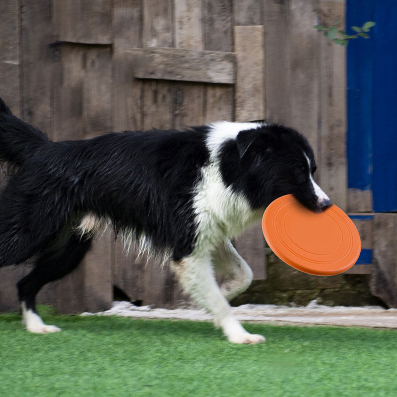 실리콘 비행 접시 재미 있은 개 고양이 장난감 개 게임 - Flying Disc Dog Training Toy 리뷰 및 가격